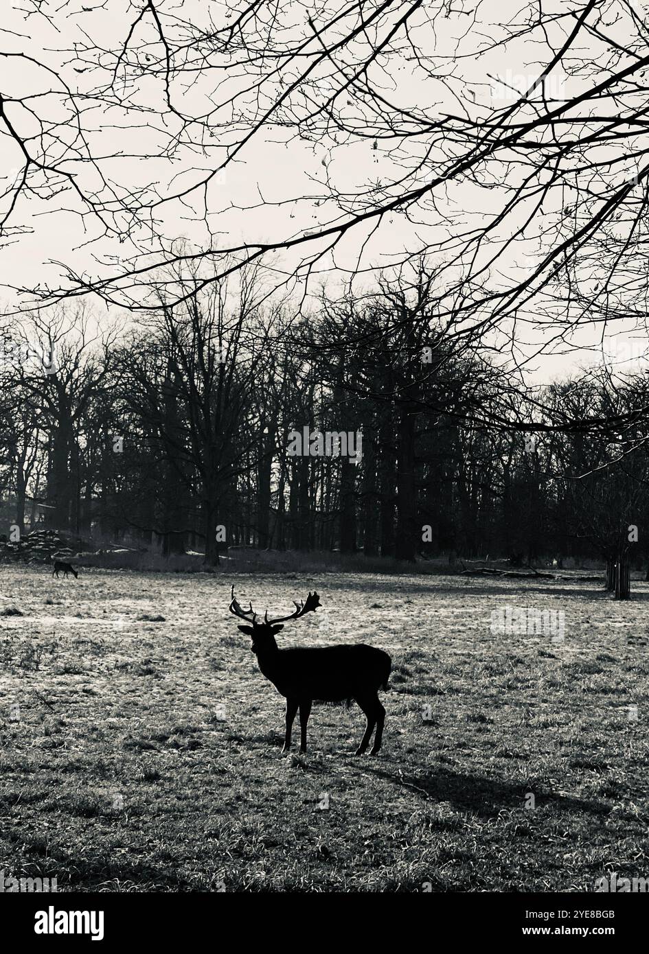 Daino nel parco preferito di Ludwigsburg, Germania Foto Stock