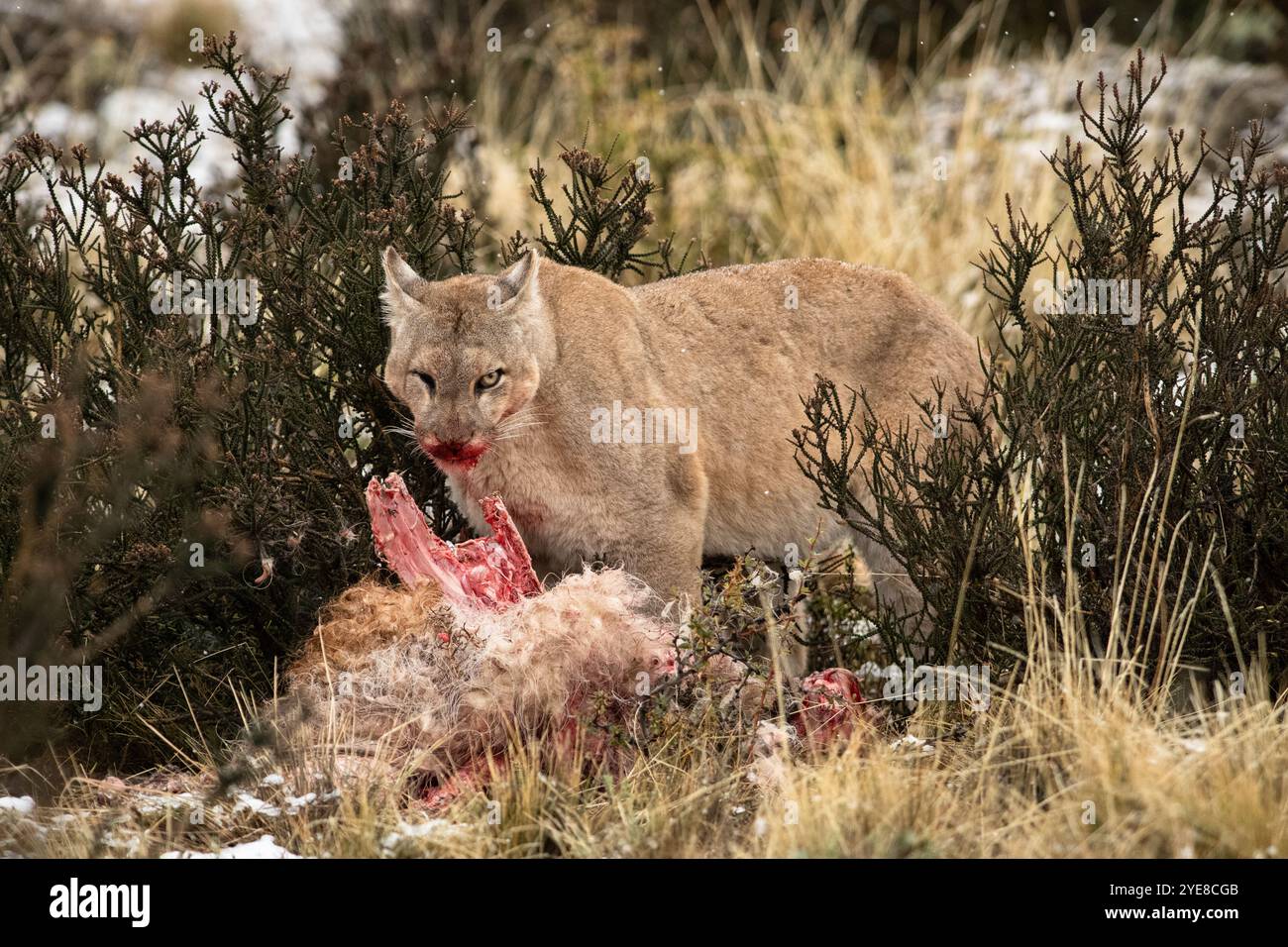 Un puma con un guanaco ucciso in una giornata nevosa vicino al Parco Nazionale di Torres del Paine, nel Cile meridionale Foto Stock