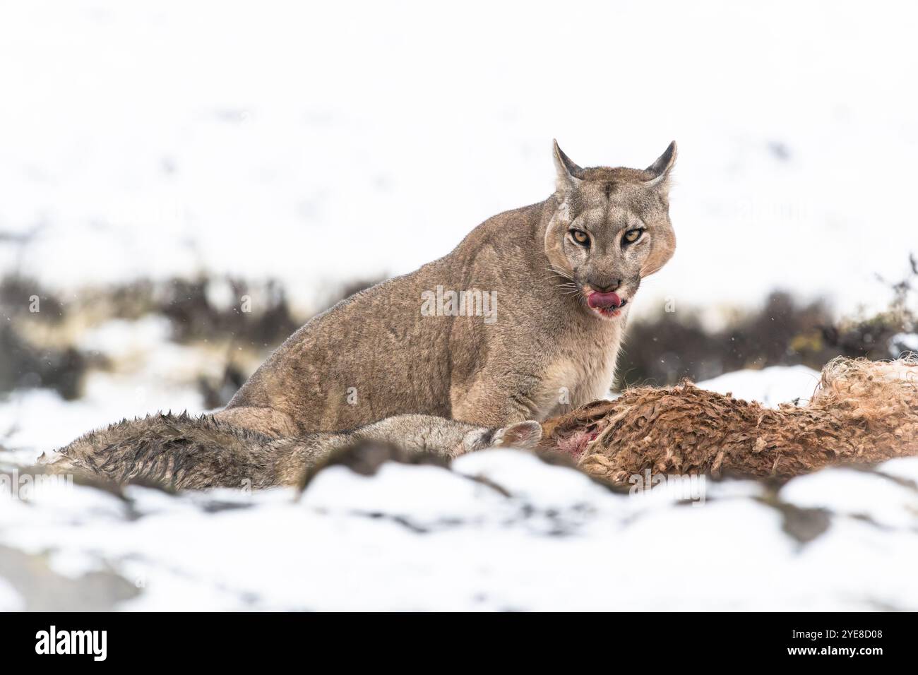 Un puma con un guanaco ucciso in una giornata nevosa vicino al Parco Nazionale di Torres del Paine, nel Cile meridionale Foto Stock