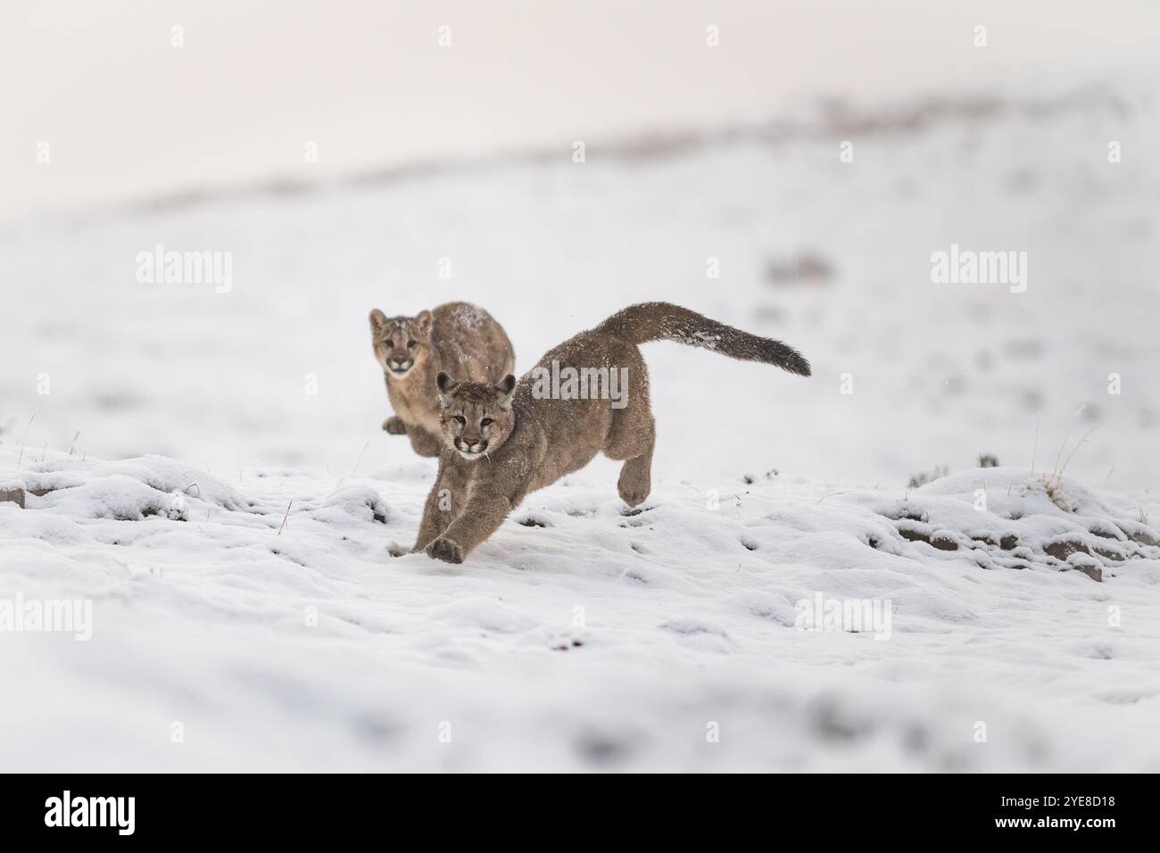 Cuccioli di puma che giocano sulla neve vicino al Parco Nazionale Torres del Paine, Cile meridionale Foto Stock