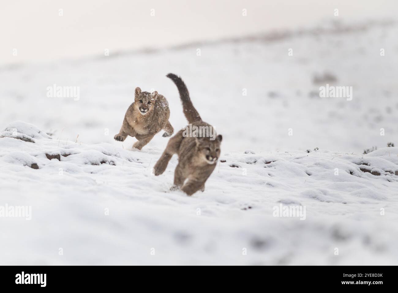 Cuccioli di puma che giocano sulla neve vicino al Parco Nazionale Torres del Paine, Cile meridionale Foto Stock