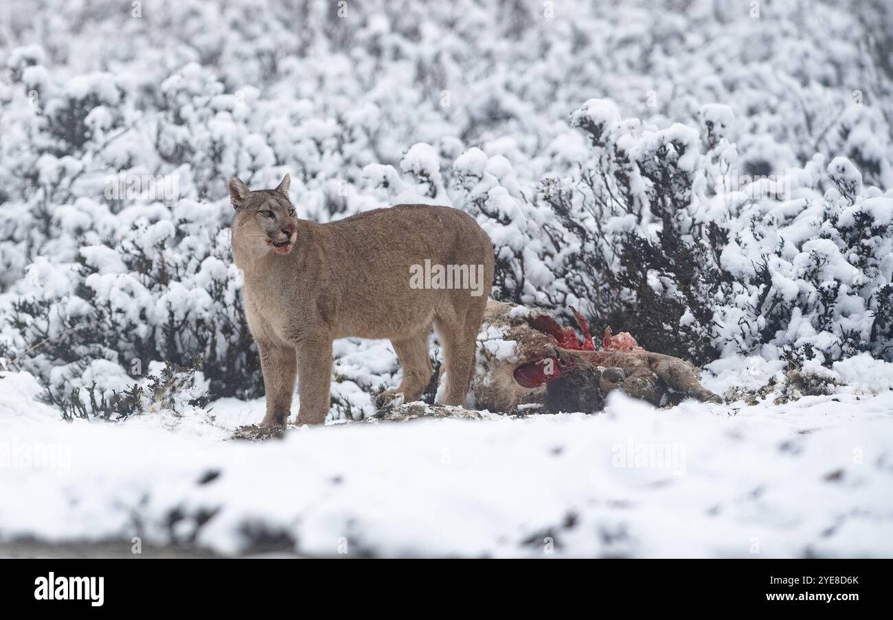 Un Puma vicino alla sua uccisione, un guanaco, durante una fredda giornata invernale nevosa nel Cile meridionale Foto Stock