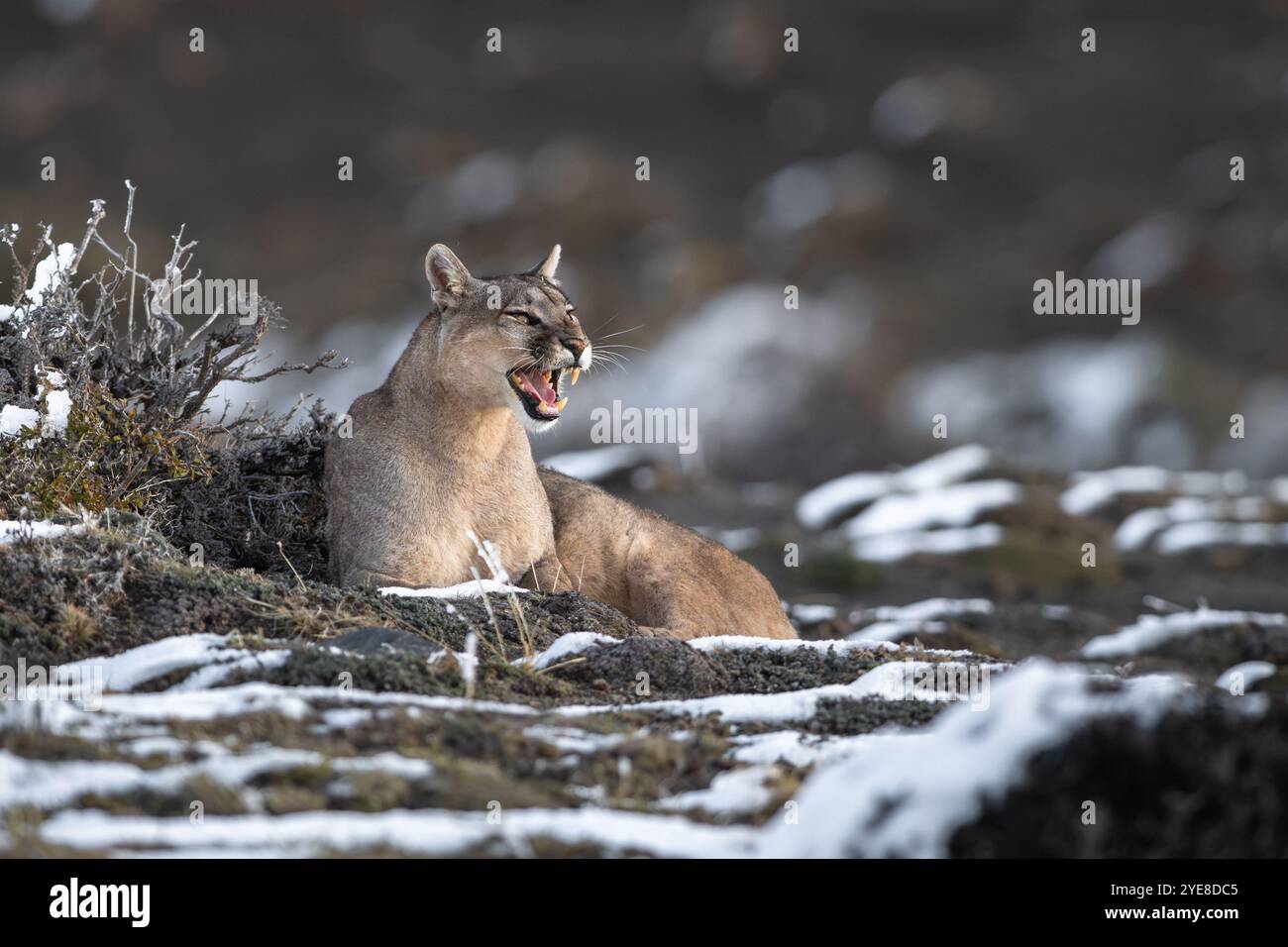 Puma neve immagini e fotografie stock ad alta risoluzione Alamy