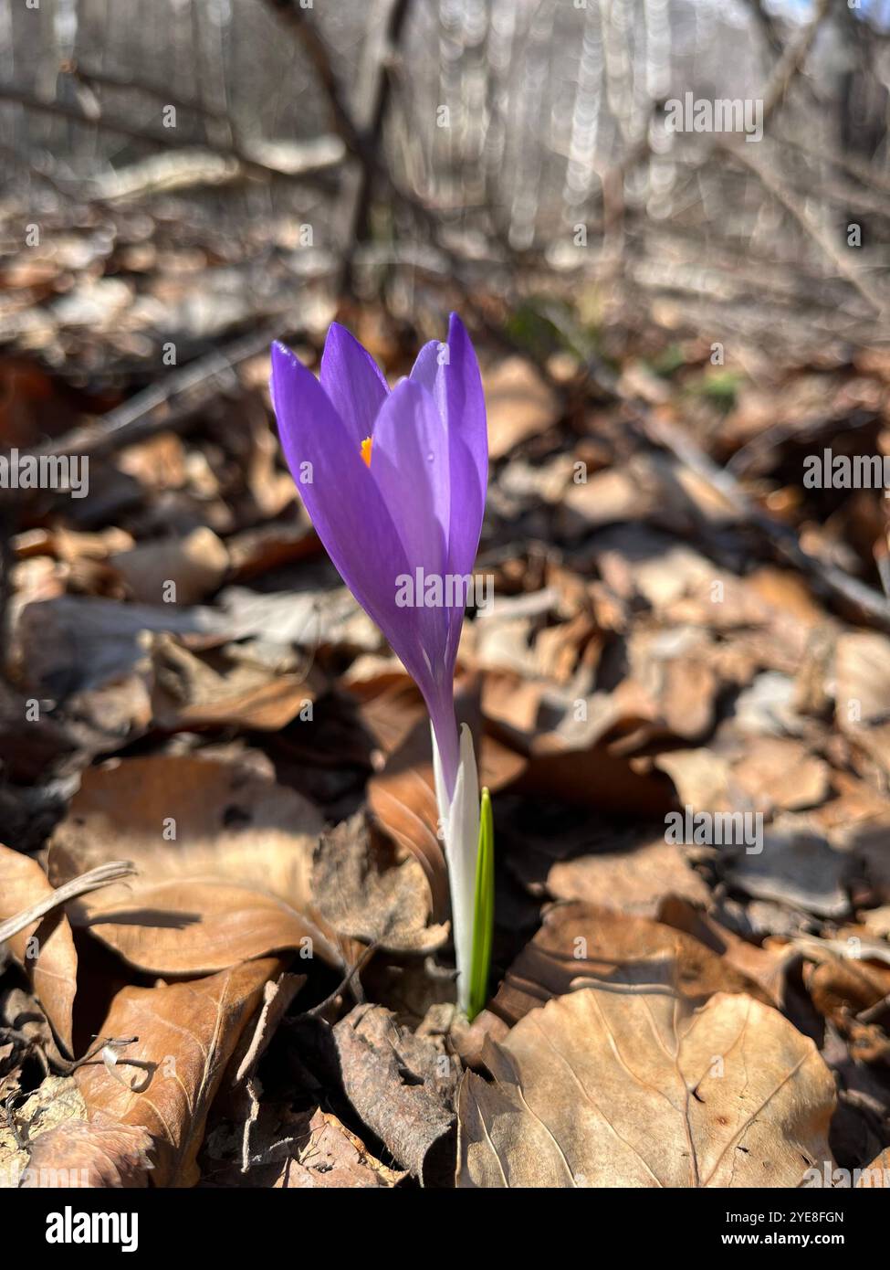 Violet Crocus Vernus fiorisce attraverso foglie secche nel monte Vitosha vicino a Sofia in Bulgaria, nei Balcani, nell'Europa orientale, nei Balcani - Immagine stock catturata con smartphone