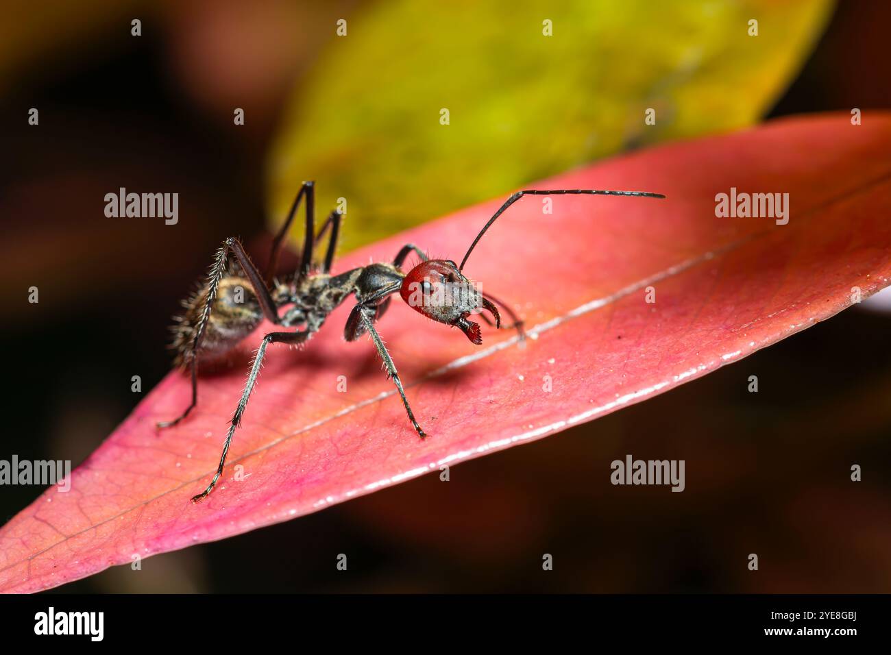 Primo piano Camponotus singularis nella natura, una bella formica asiatica rossa proveniente dalla foresta tropicale Foto Stock