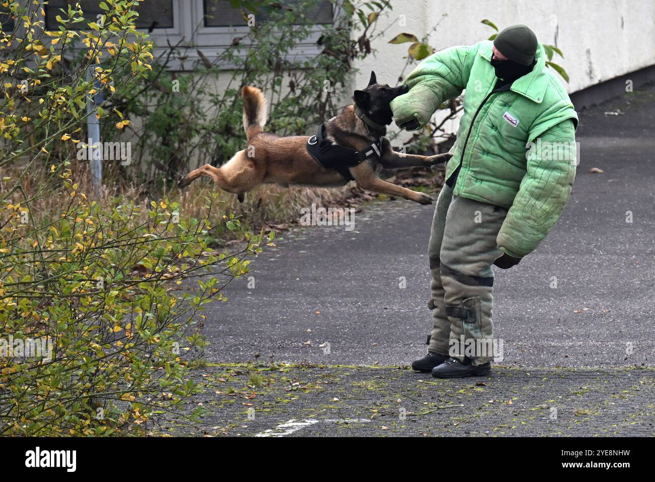 Bitburg, Germania. 30 ottobre 2024. Un cane di servizio ucraino morde un allenatore della Bundeswehr in abbigliamento protettivo. La Bundeswehr sostiene la formazione dei gestori di cani ucraini e dei loro cani di servizio. Crediti: Federico Gambarini/dpa/Alamy Live News Foto Stock