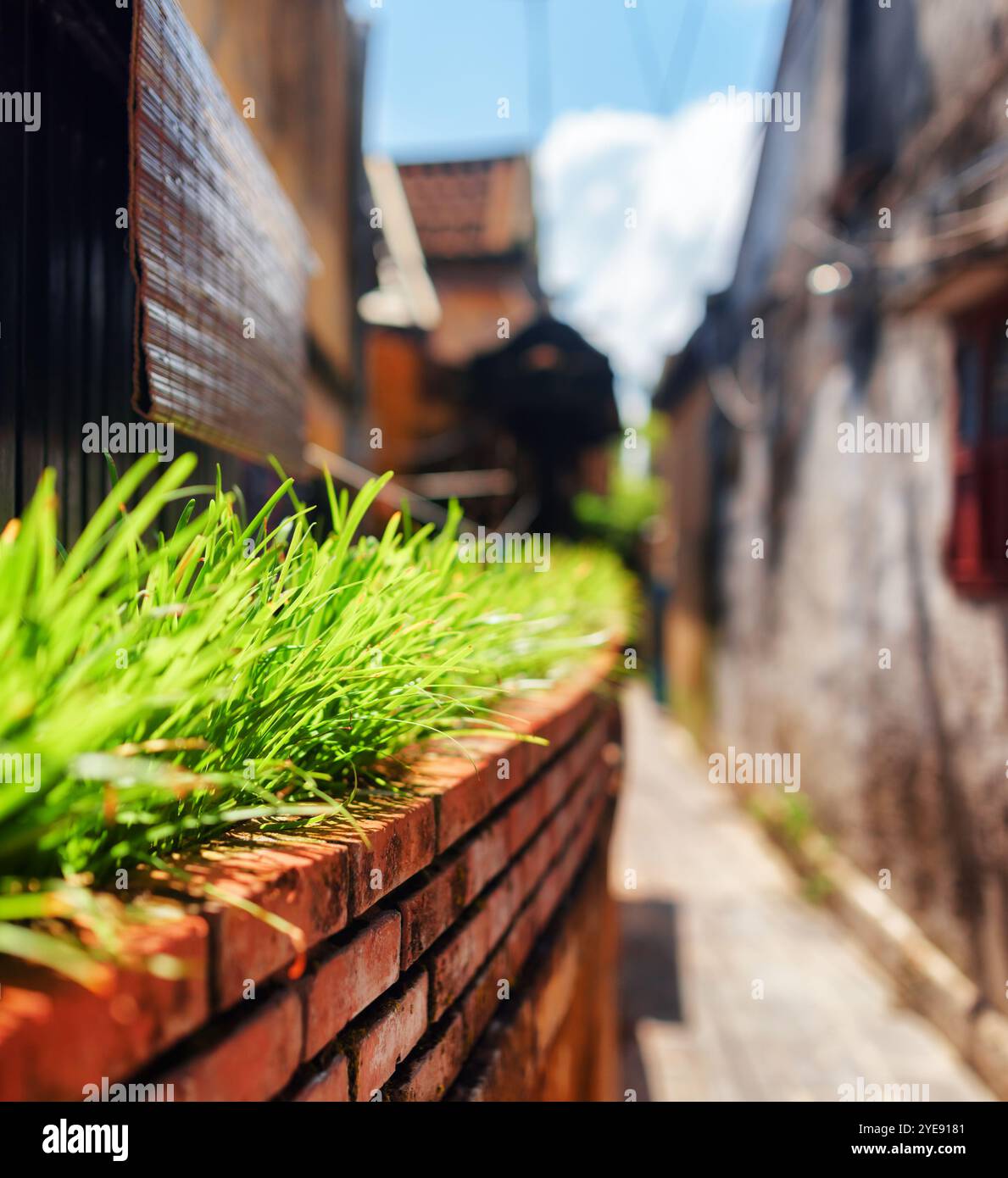 Erba verde brillante accanto al muro della casa in una strada stretta Foto Stock