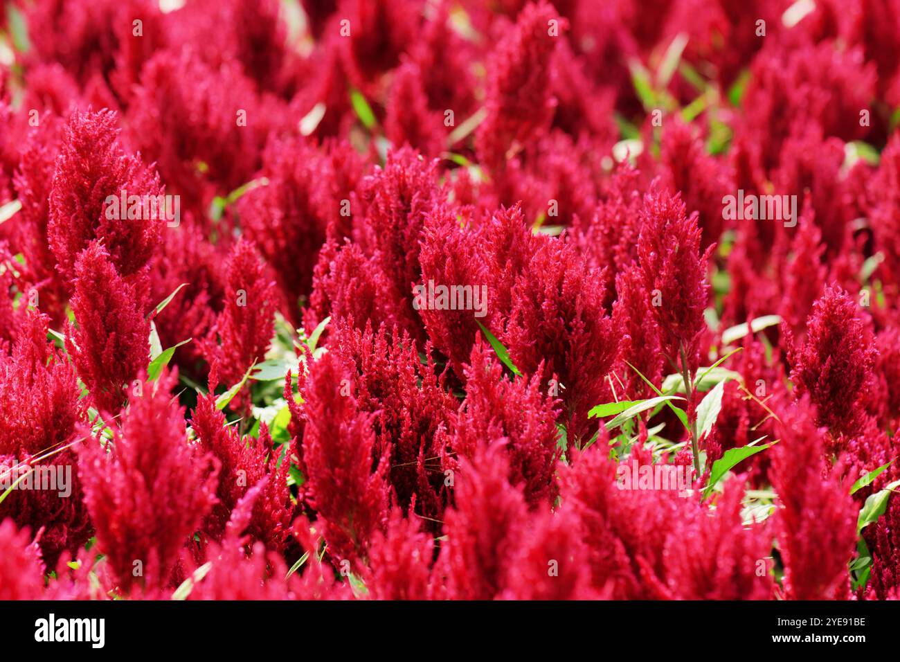 Bellissimo prato floreale in primavera ed estate Foto Stock