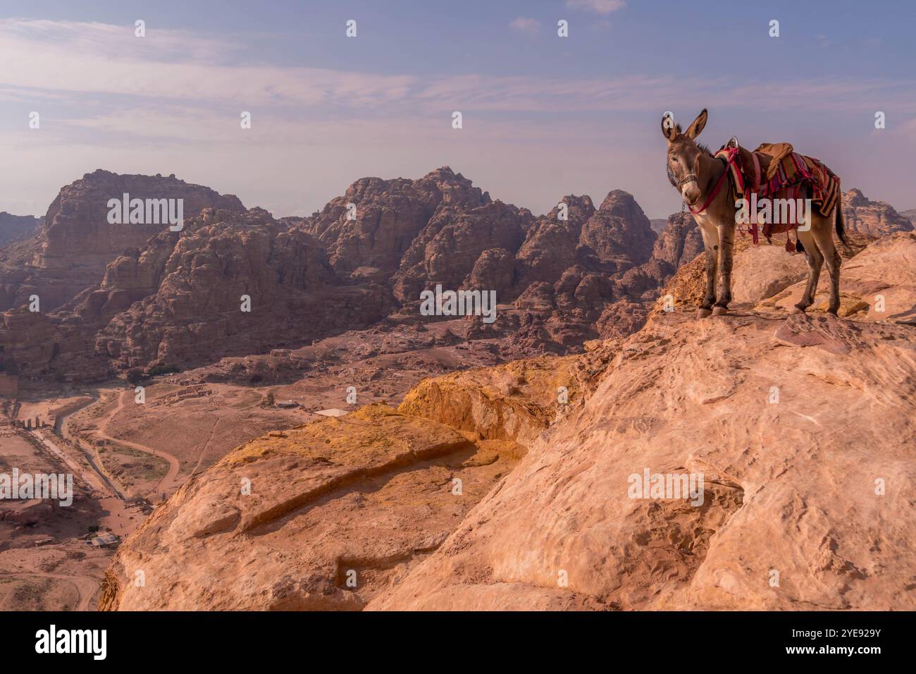 L'asino sul bordo della scogliera del sito storico di Petra, in Giordania, con le montagne del deserto. Foto Stock