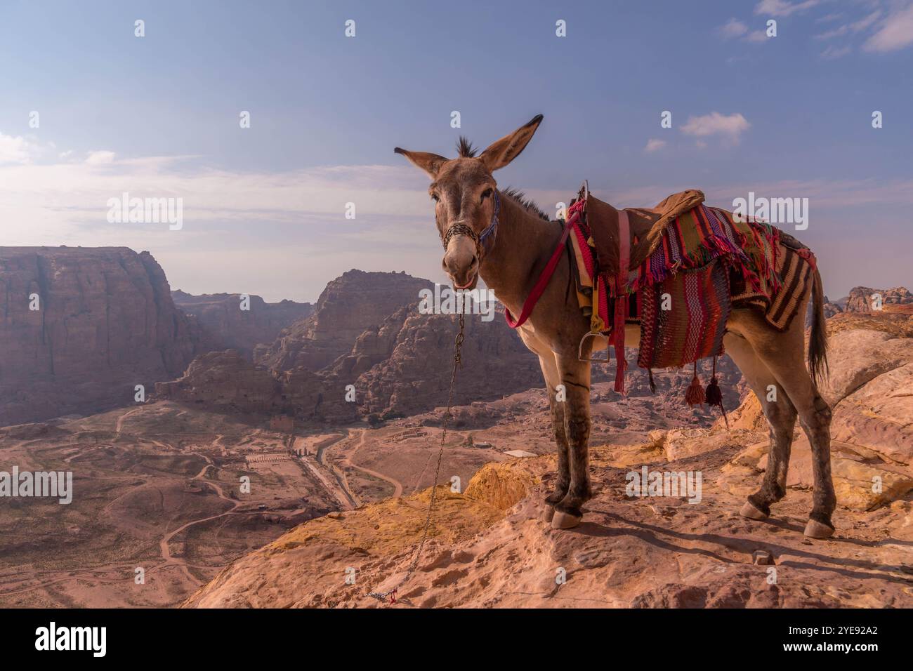 L'asino sul bordo della scogliera del sito storico di Petra, in Giordania, con le montagne del deserto. Foto Stock
