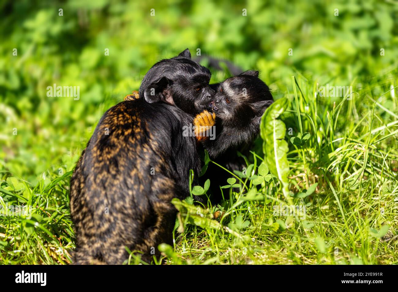 Un paio di tamarin a mano d'oro, scimmia del nuovo mondo Saguinus midas sul prato Foto Stock