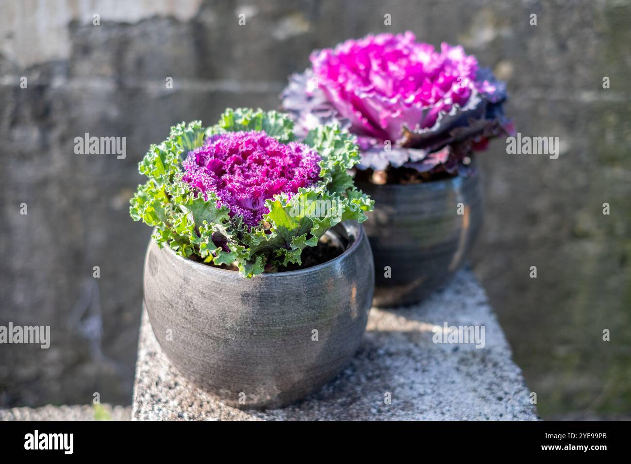 Due piante di cavolo ornamentale in vaso prosperano all'aperto, con sorprendenti foglie viola. Sono presentati in vasi decorativi contro una pietra testurizzata Foto Stock