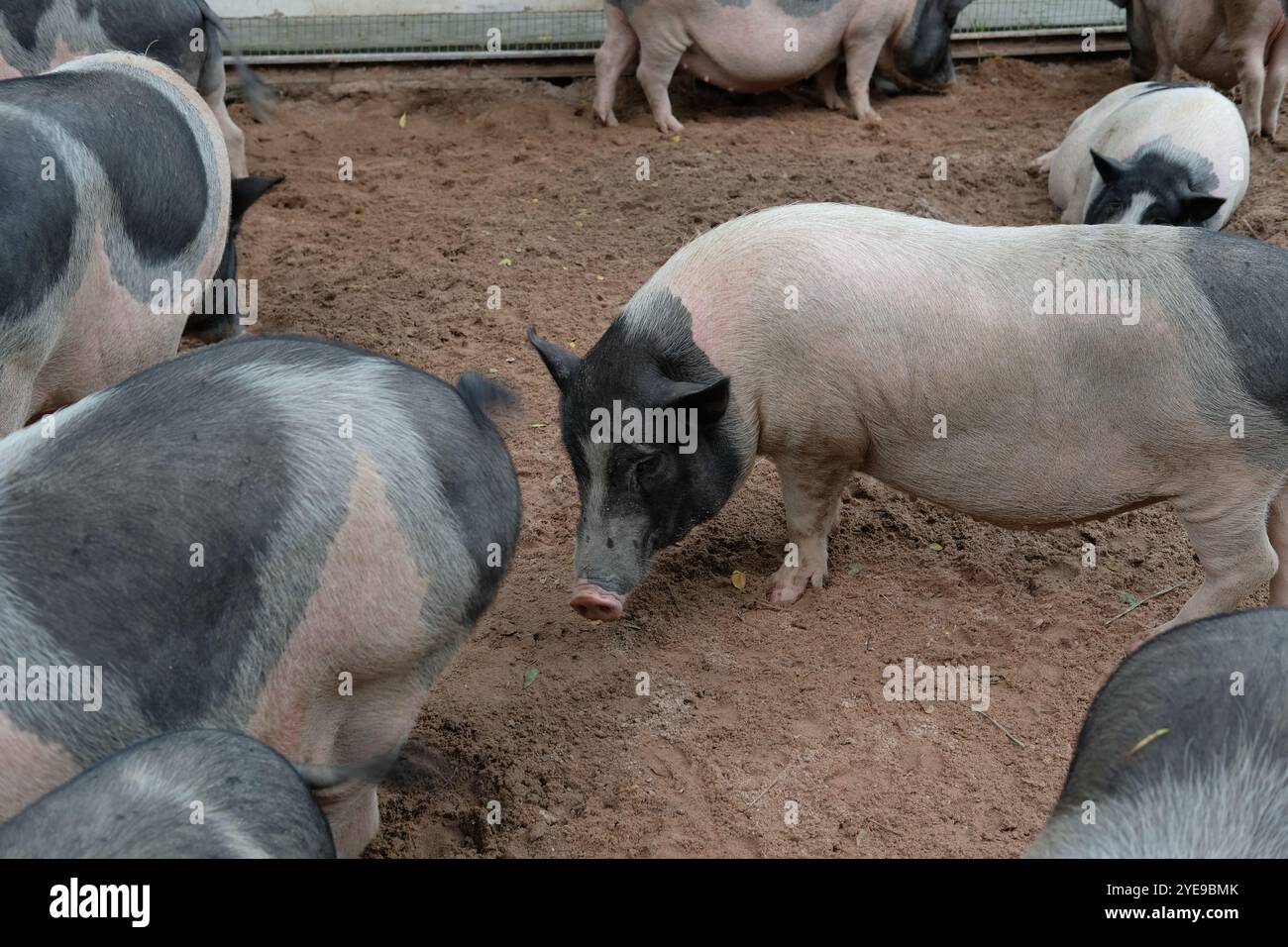 Maiali e attività quotidiane Foto Stock