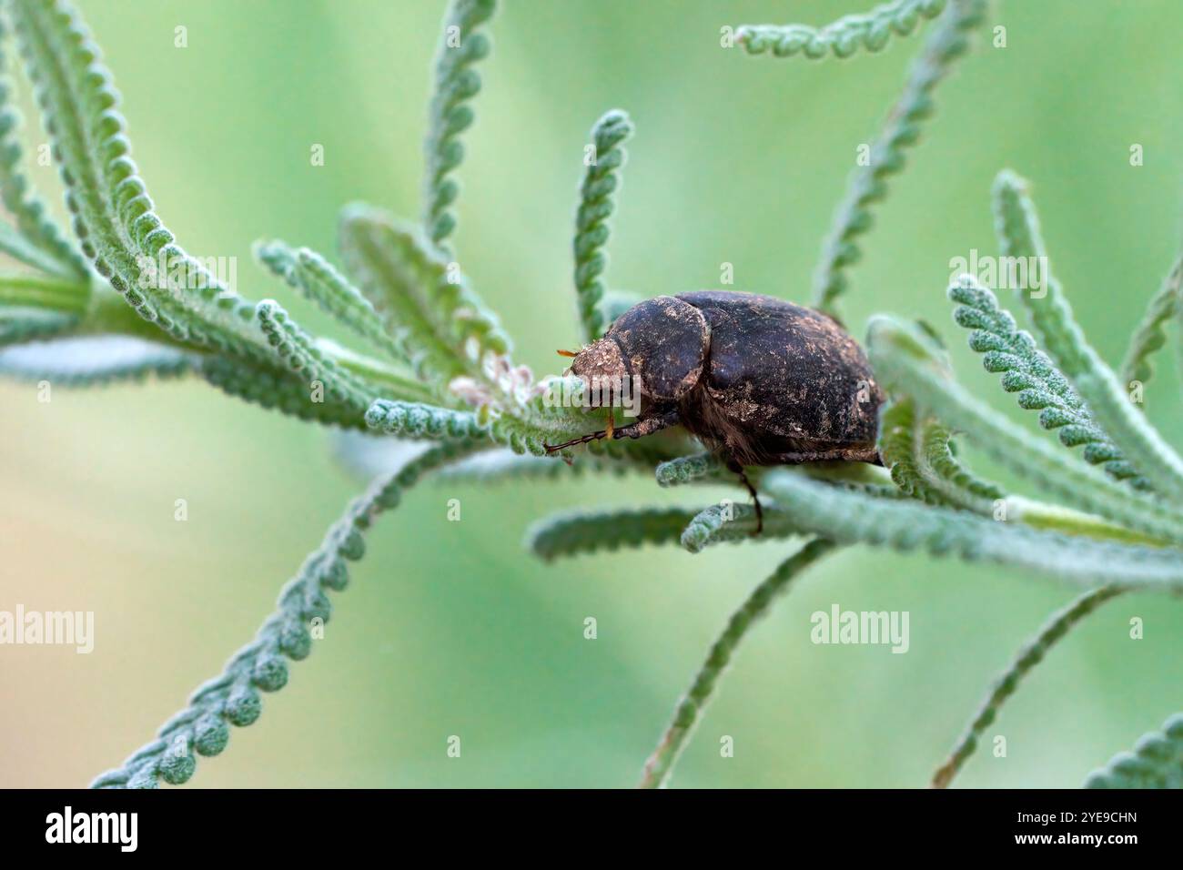 Scarabeo (Scarabaeidae) su una pianta verde filigrana a Fuerteventura Foto Stock