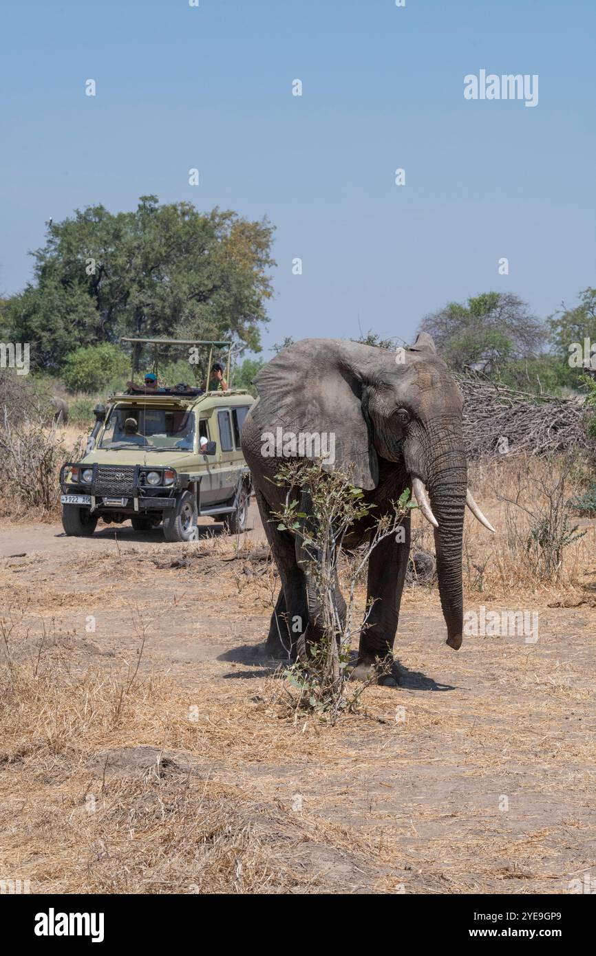 Elefante africano (Loxodonta africana) che attraversa di fronte a un veicolo da safari nel Parco Nazionale di Ruaha; Tanzania Foto Stock