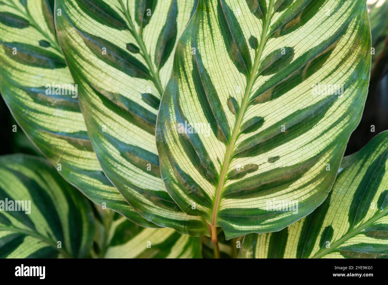 Foglie di Peacock Plant, Calathea Makoyana Foto Stock
