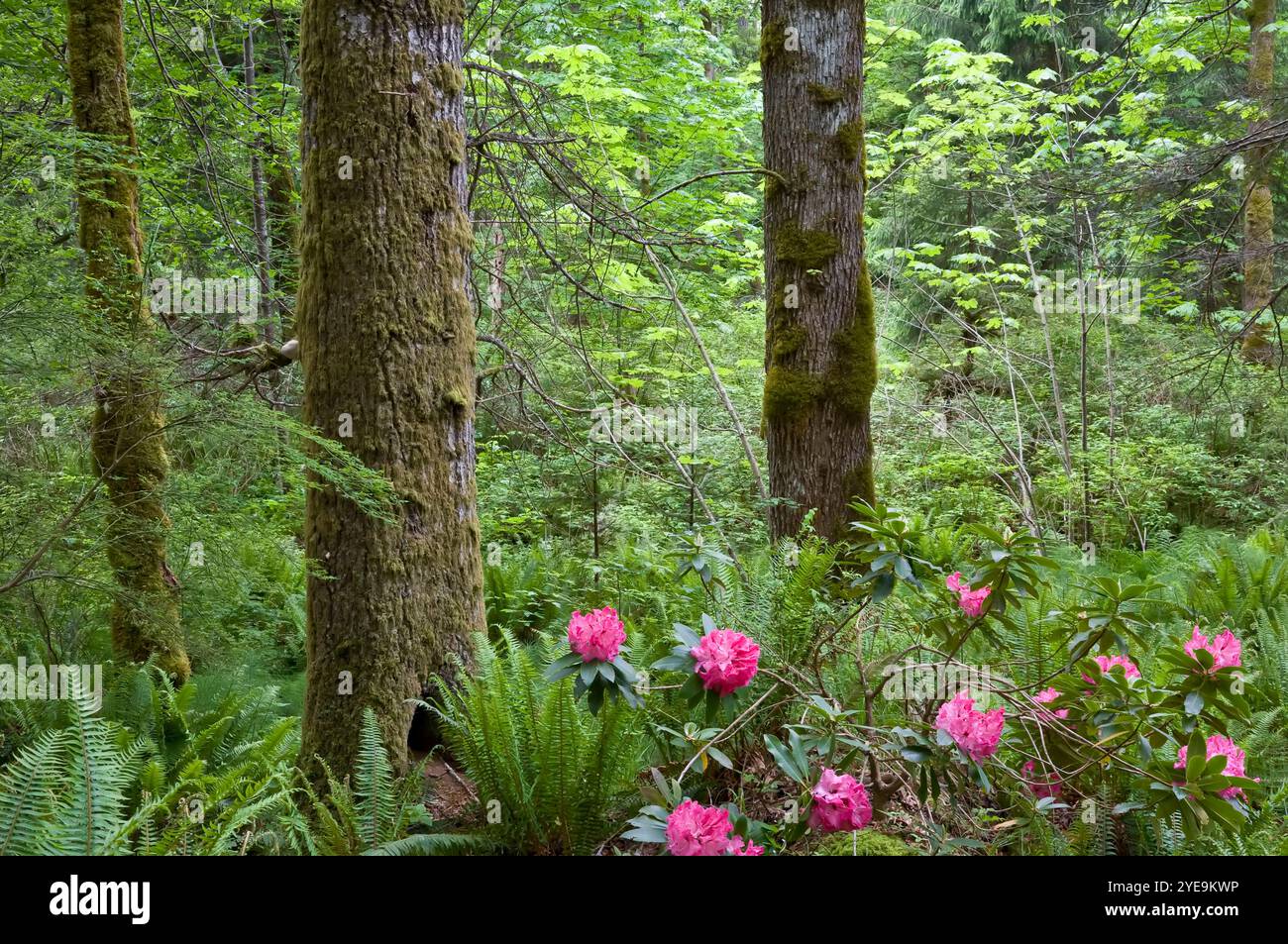 Rododendri che fioriscono in un bosco in primavera sull'isola di Vancouver, BC, Canada; Courtenay, British Columbia, Canada Foto Stock