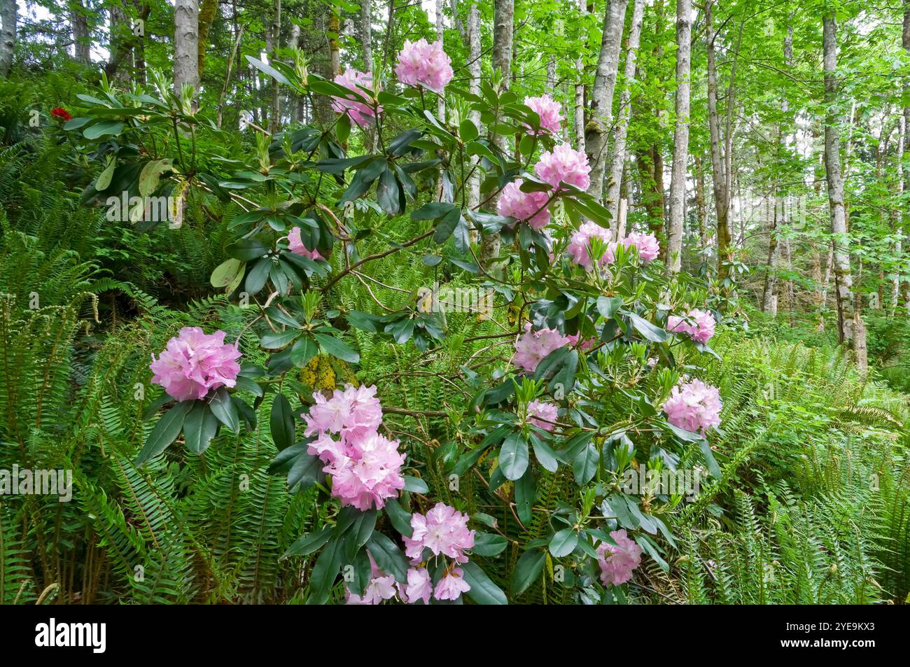 Rododendri che fioriscono in un bosco in primavera sull'isola di Vancouver, BC, Canada; Courtenay, British Columbia, Canada Foto Stock