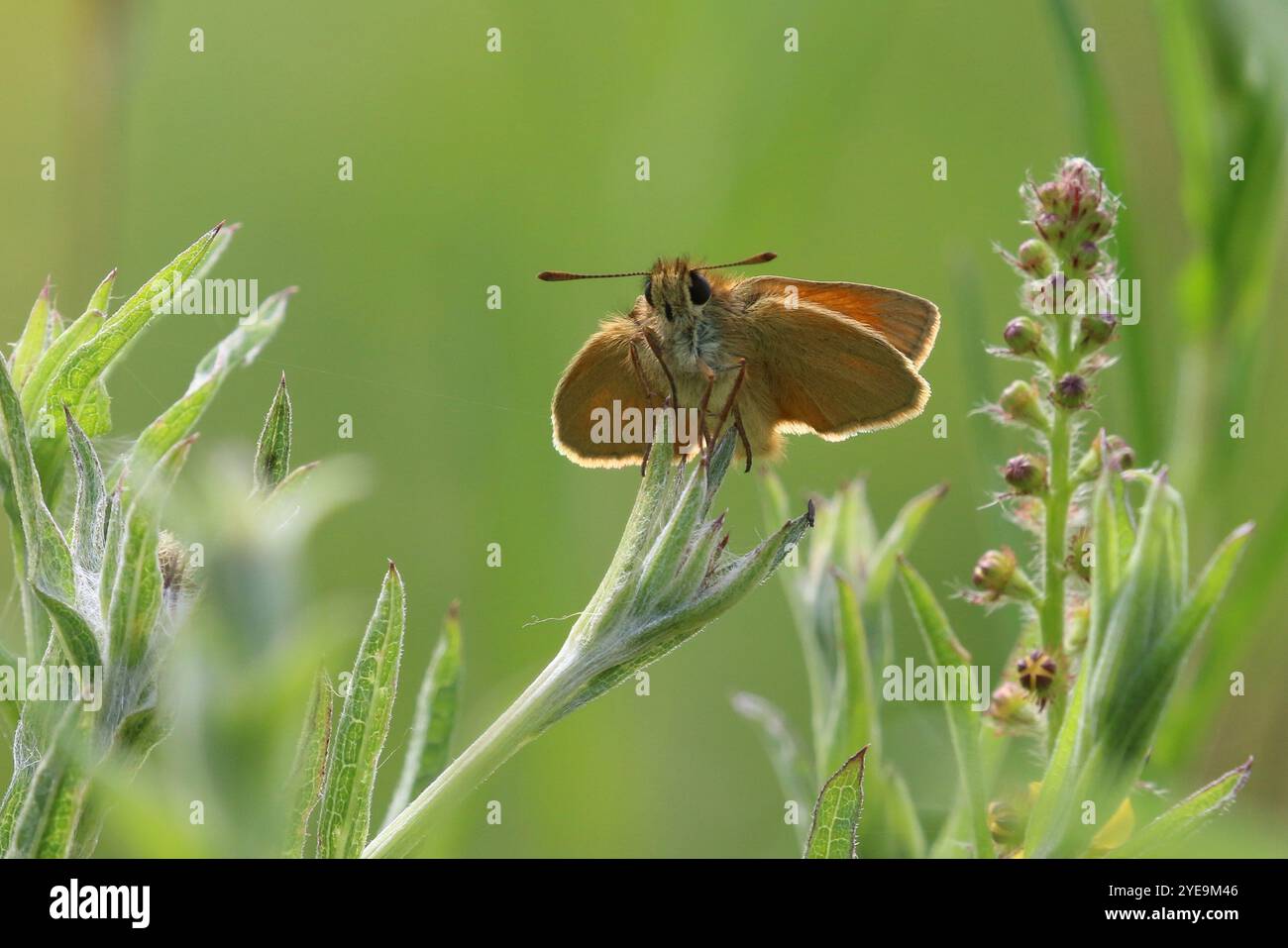 Piccola farfalla Skipper - Thymelicus sylvestris Foto Stock