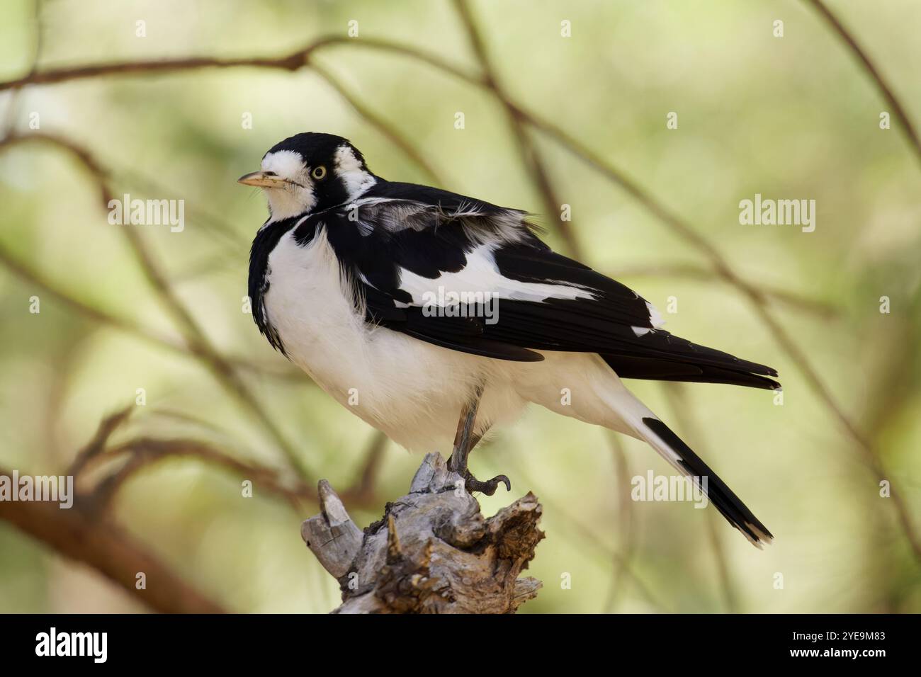 Magpie Lark su un ramo Foto Stock