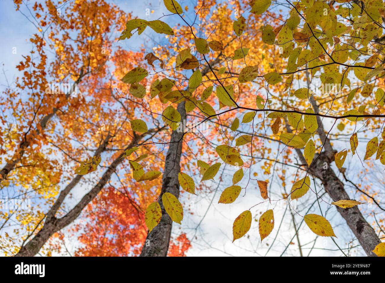 Vista ad angolo basso del fogliame di alberi dai colori autunnali contro un cielo blu in una giornata di sole brillante; Ottawa Valley, Ontario, Canada Foto Stock