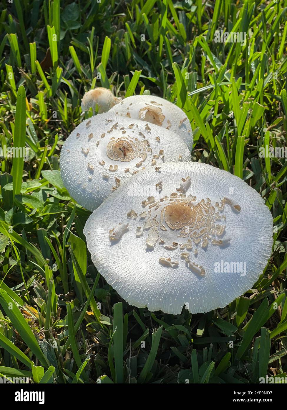 Funghi selvatici sull'erba, Miami, Florida, Stati Uniti - Immagine stock catturata con smartphone