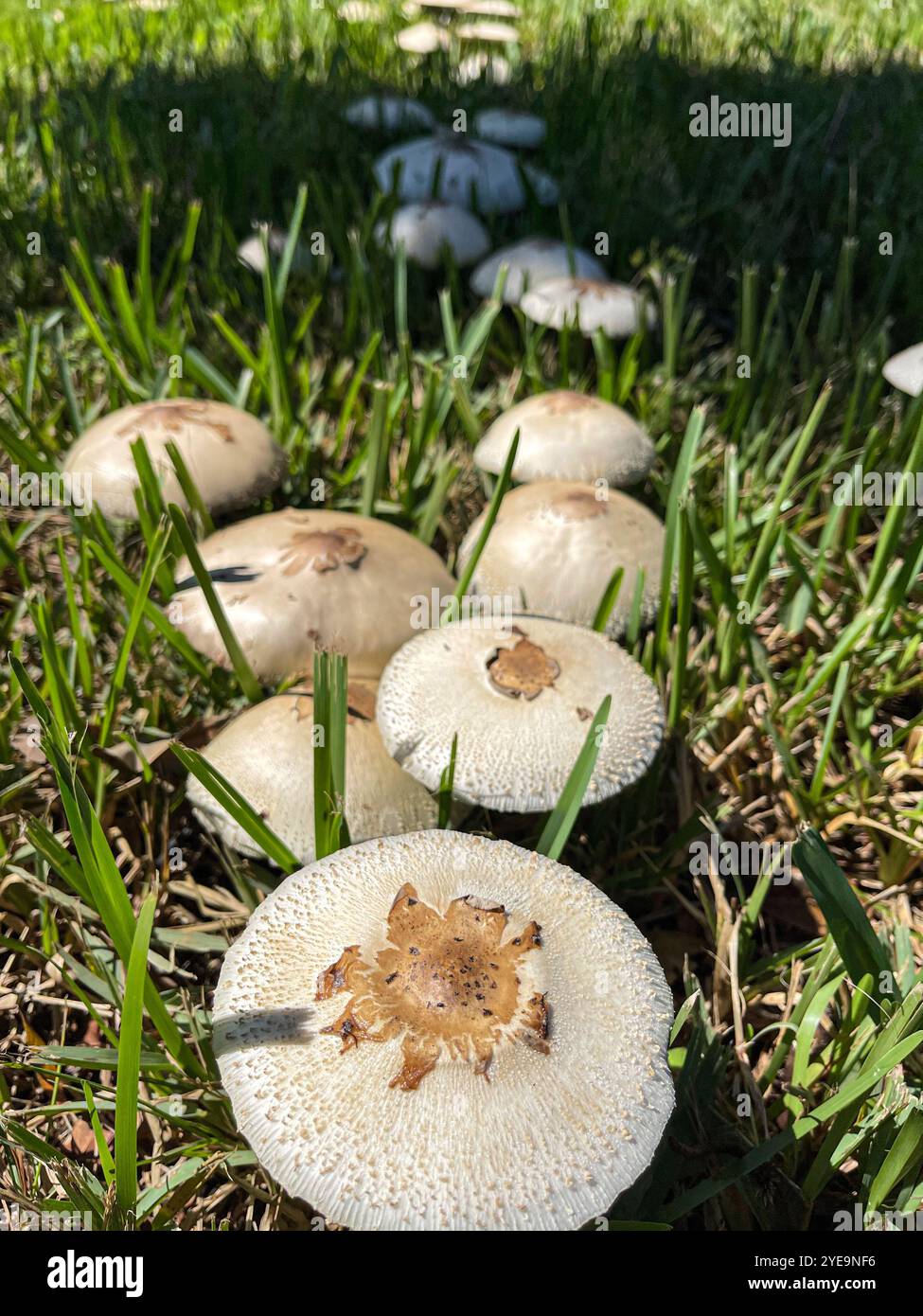Funghi selvatici sull'erba, Miami, Florida, Stati Uniti - Immagine stock catturata con smartphone