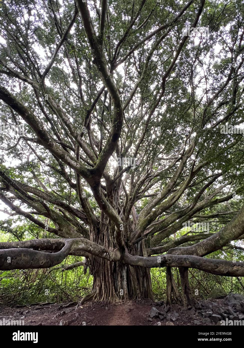 Banyan Tree - Immagine stock catturata con smartphone