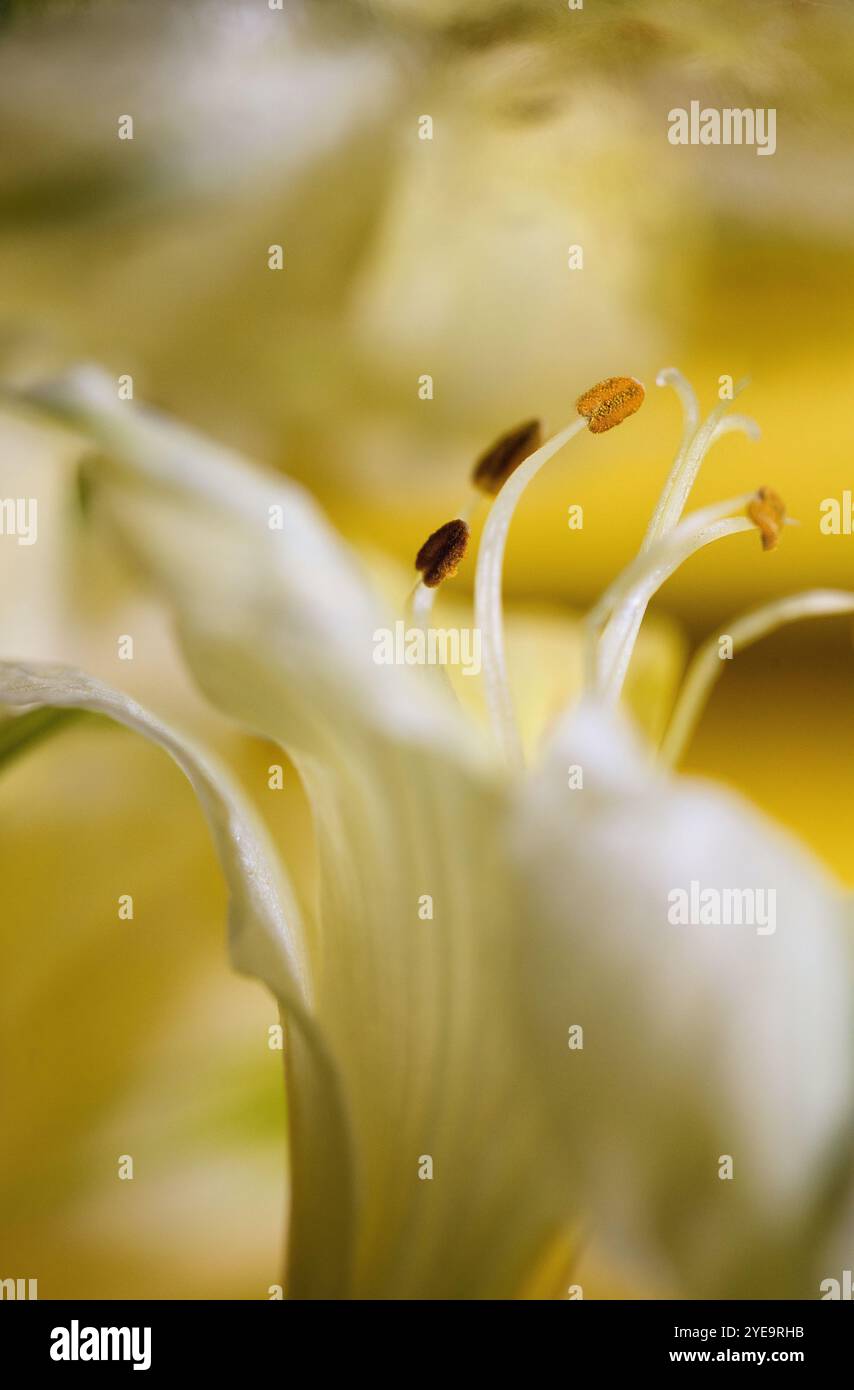Primo piano estremo di un fiore dell'Alstroemeria. Foto Stock