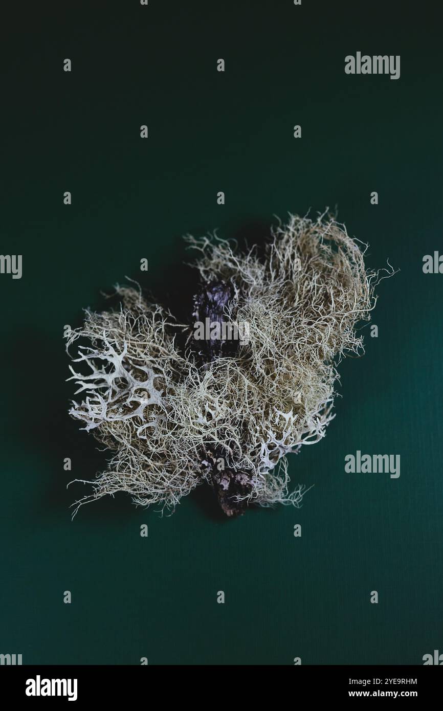 Natura morta di bellissimo lichene attaccato a un bastone, su uno sfondo verde. Foto Stock