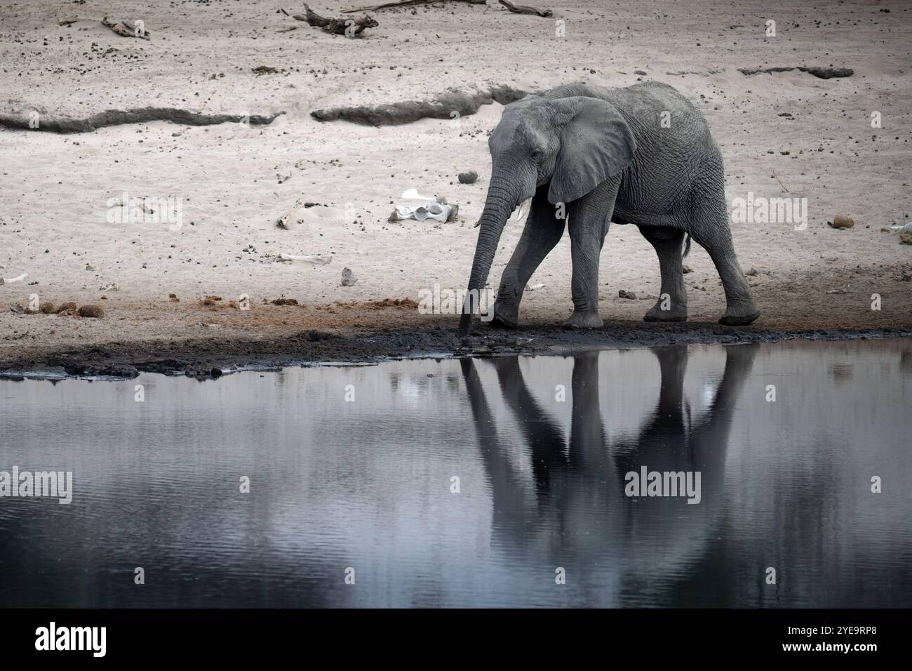 Elefante in Africa Foto Stock