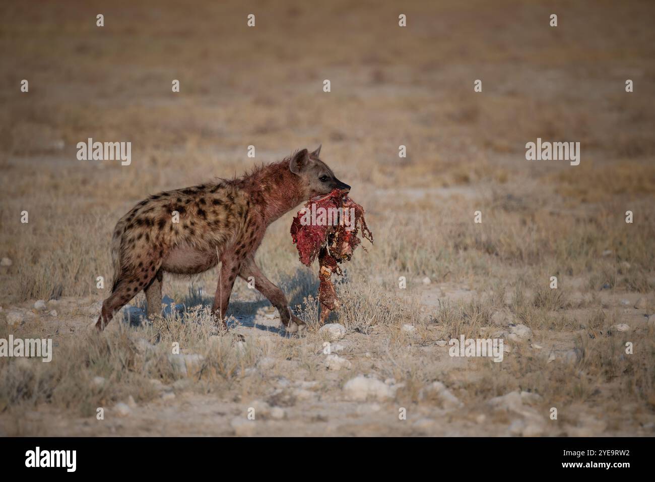 Genere iena Crocuta, originario dell'Africa sub-sahariana Foto Stock