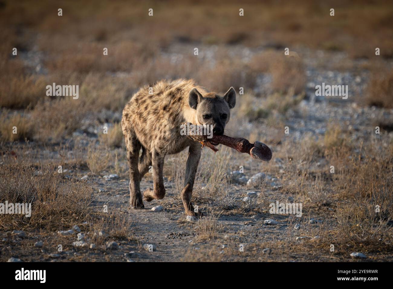 Genere iena Crocuta, originario dell'Africa sub-sahariana Foto Stock