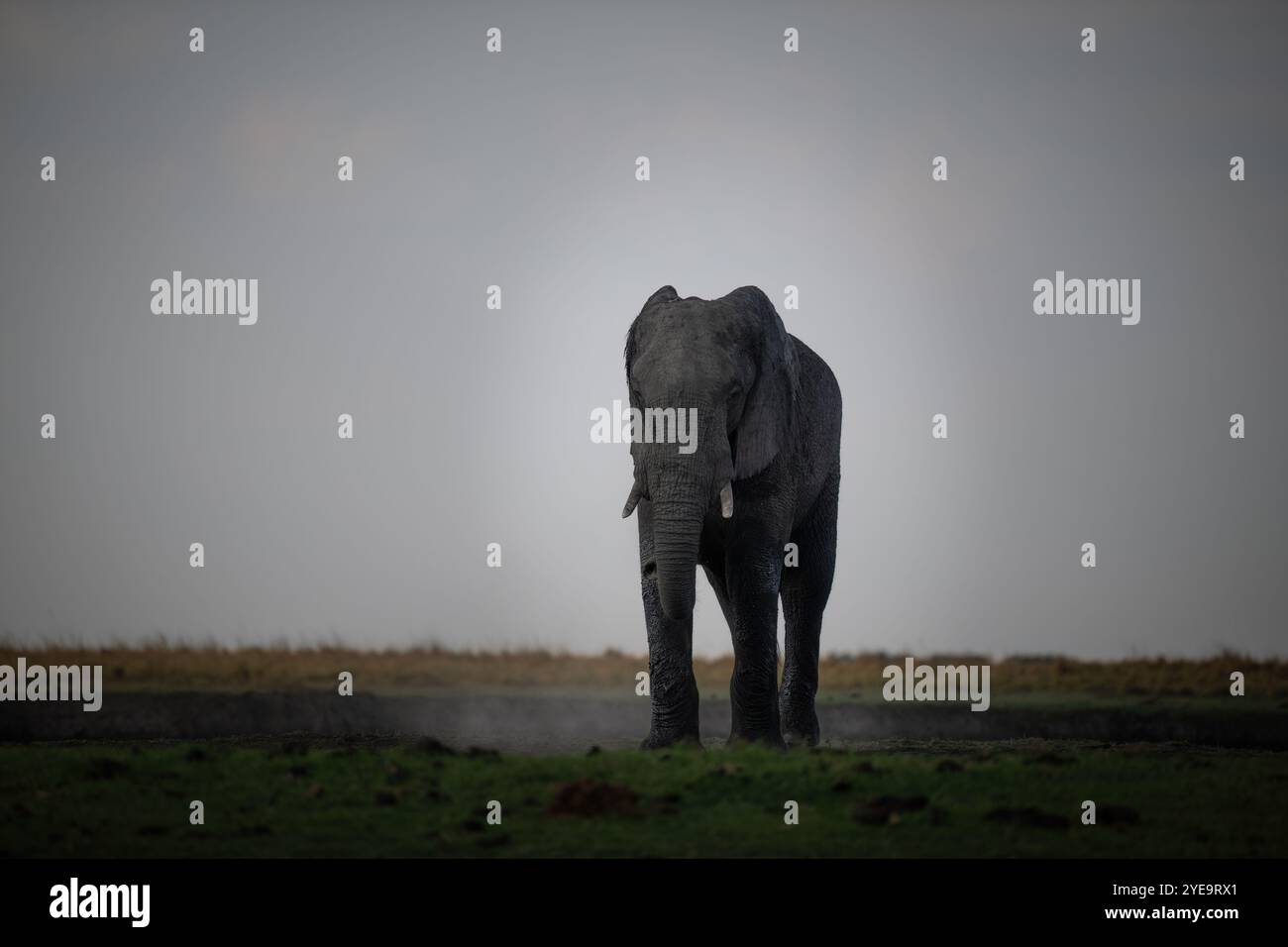 Elefante in Africa Foto Stock