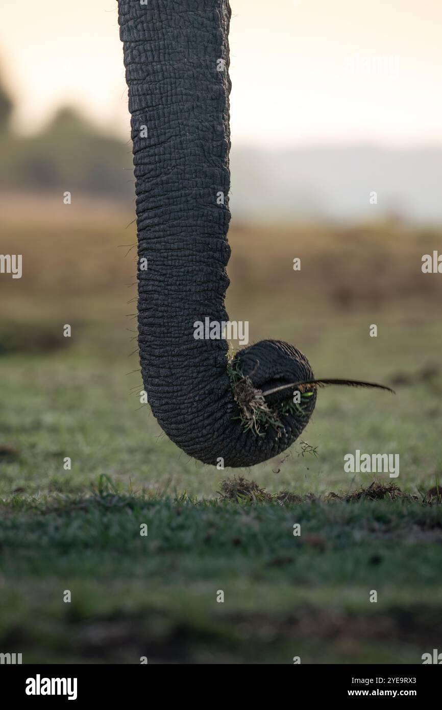 Il tronco degli elefanti in dettaglio Foto Stock