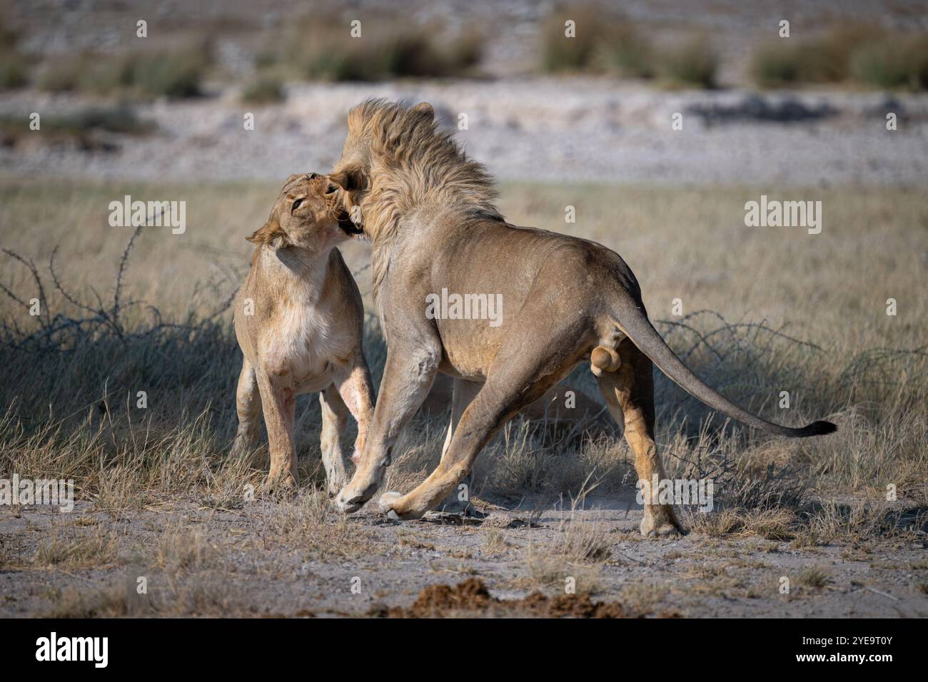 Maschio del leone Foto Stock