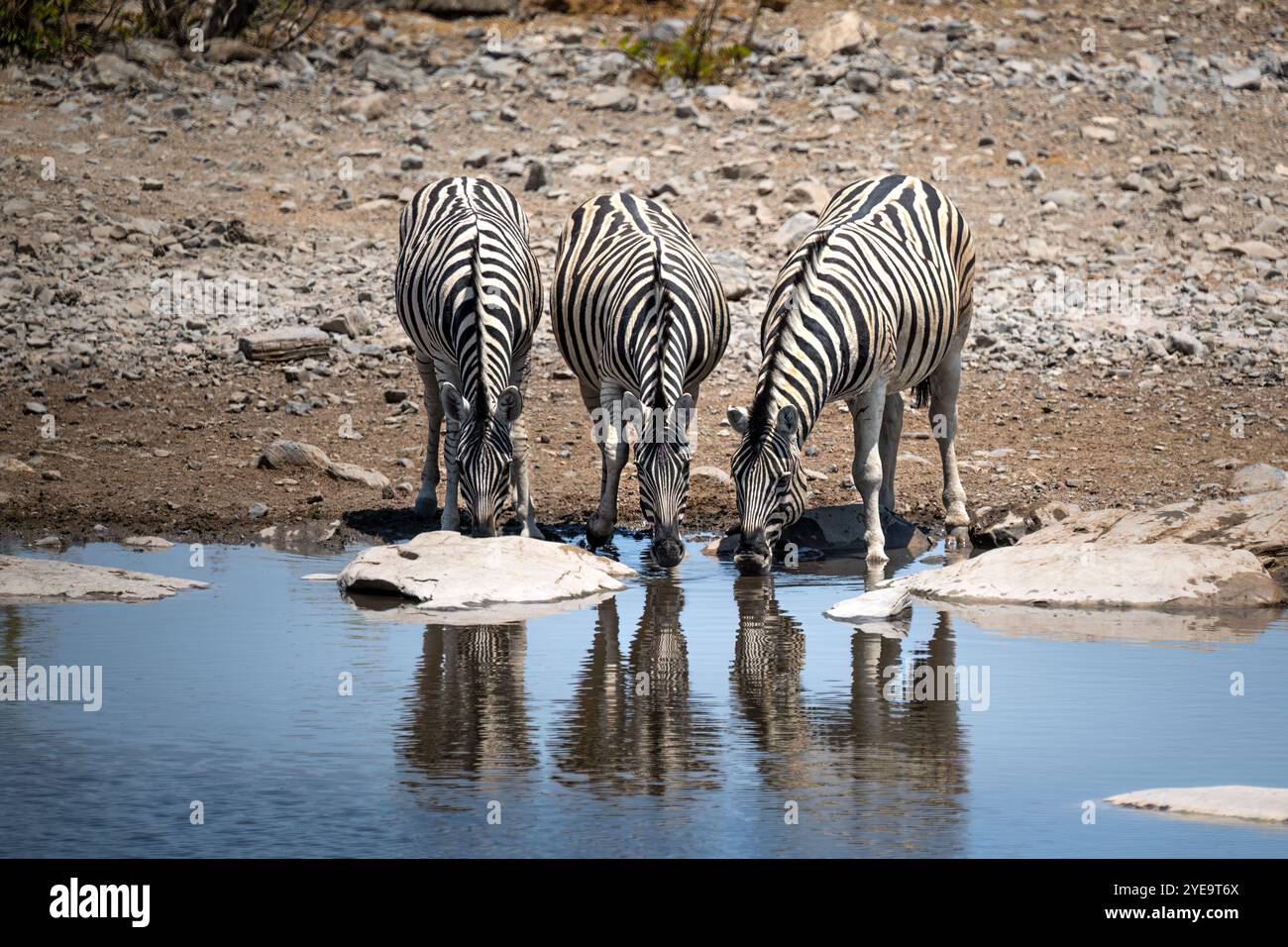 Zebre selvatiche nel parco nazionale Makgadigadi Foto Stock