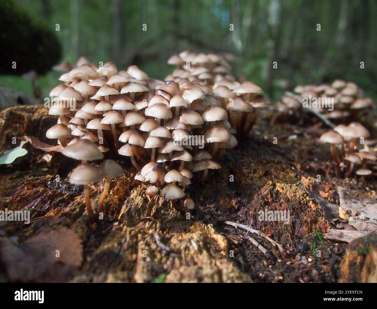 Colonia di funghi su un ceppo d'albero nella foresta autunnale Foto Stock