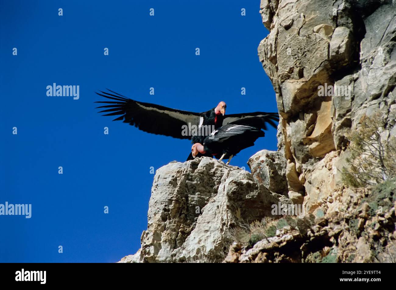 Due California Condors (Gymnogyps californianus) su una sporgenza rocciosa nel Grand Canyon, Grand Canyon National Park, Arizona, USA Foto Stock