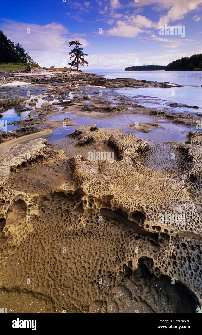 Mensola in arenaria in una zona di marea nel Drumbeg Provincial Park, Gabriola Island, British Columbia, Canada; Gabriola Island, Columbia Britannica, Canada Foto Stock