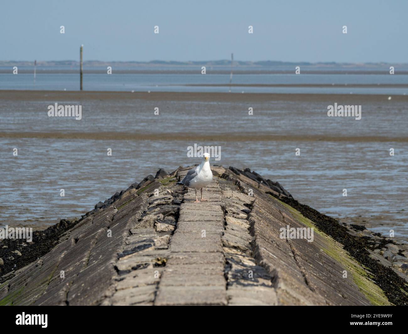 Un gabbiano è in piedi su un Groyne con le distese fangose tedesche (Mare del Nord) e un'isola lontana sullo sfondo Foto Stock