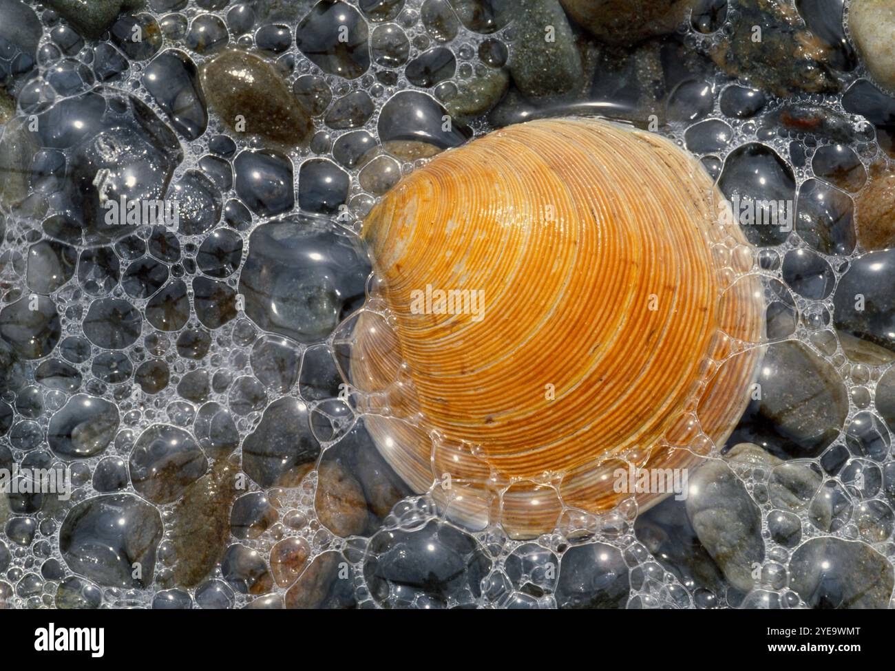 Rayed Artemis (Dosinia exoleta) conchiglia gettata sulla riva e fotografata a surf, Islay, Scozia, aprile Foto Stock