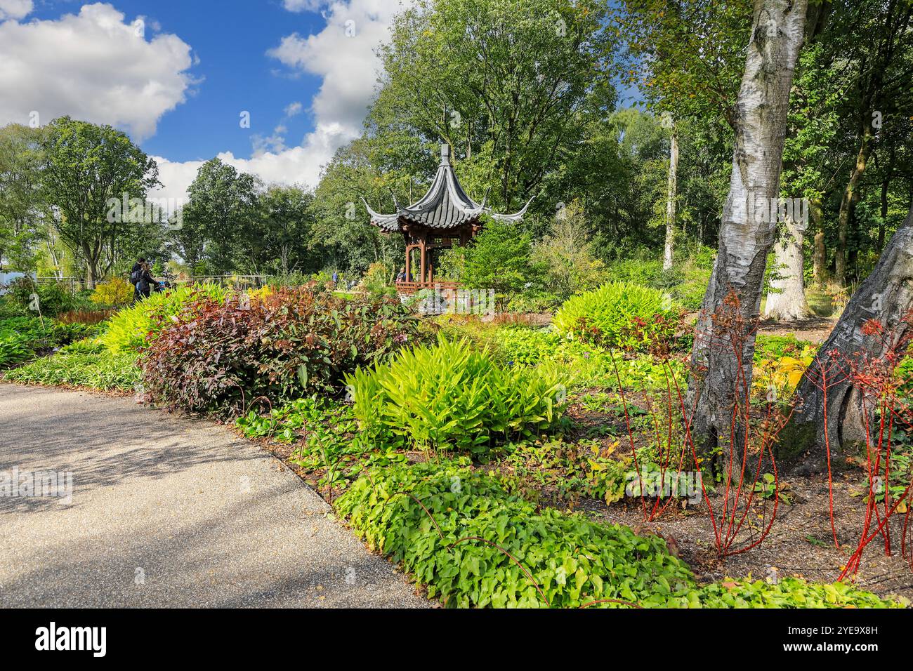 Qing Yin Pavilion (Chinese Music Pavilion) nel Chinese Streamside Garden, RHS Bridgewater Garden, Greater Manchester, Inghilterra, Regno Unito Foto Stock