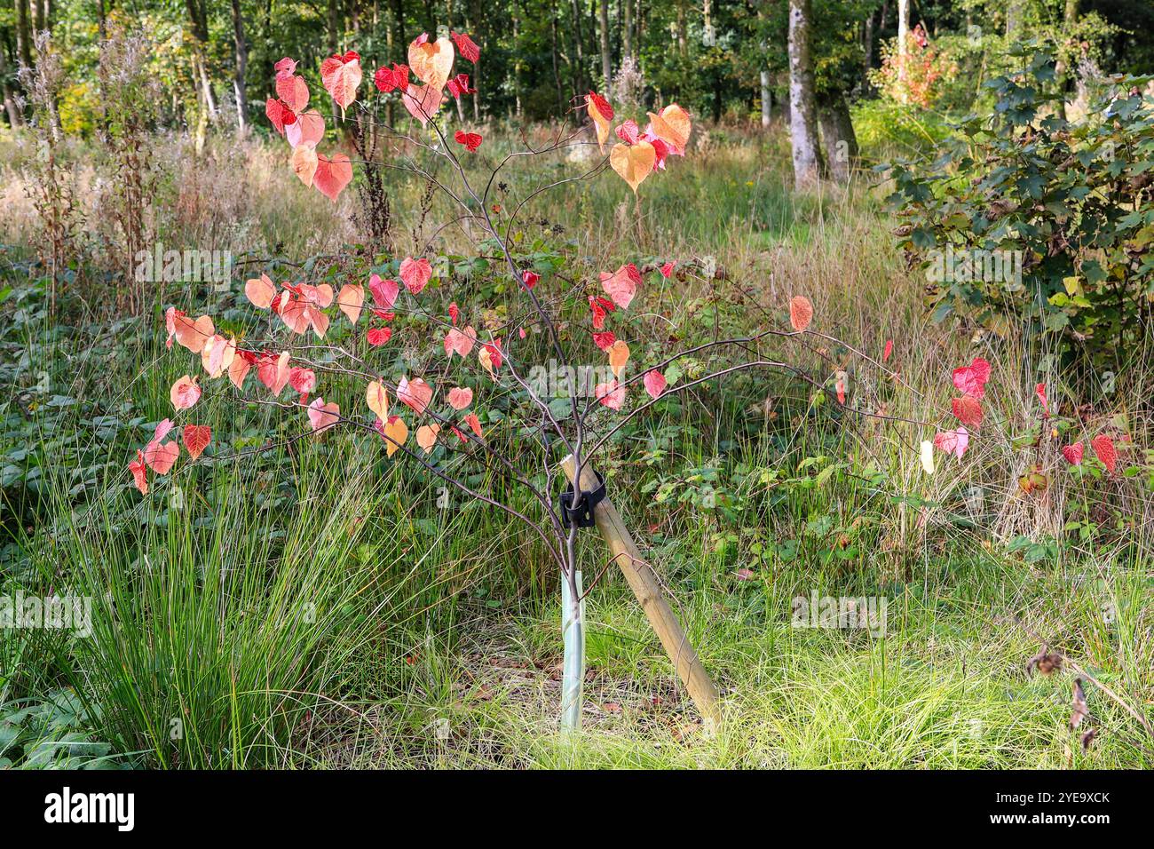 Il Cercis canadensis, il Redbud orientale, è un grande arbusto deciduo o piccolo albero, RHS Bridgewater Garden, Greater Manchester, Inghilterra, Regno Unito Foto Stock