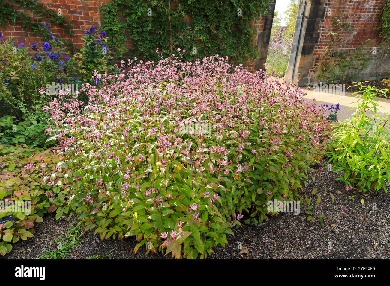 Gli impressionanti fiori maculati di colore magenta e bianco di un Giglio di rospo, Tricyrtis hirta "Sinonome", RHS Bridgewater Garden, Greater Manchester, Inghilterra, REGNO UNITO Foto Stock