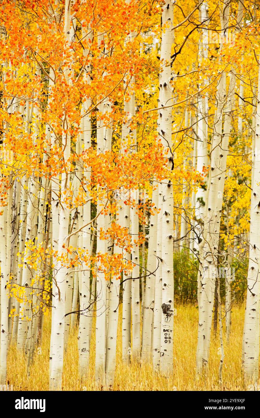 Vivace fogliame dorato sugli alberi di pioppo al culmine dell'autunno; Steamboat Springs, Colorado, Stati Uniti d'America Foto Stock