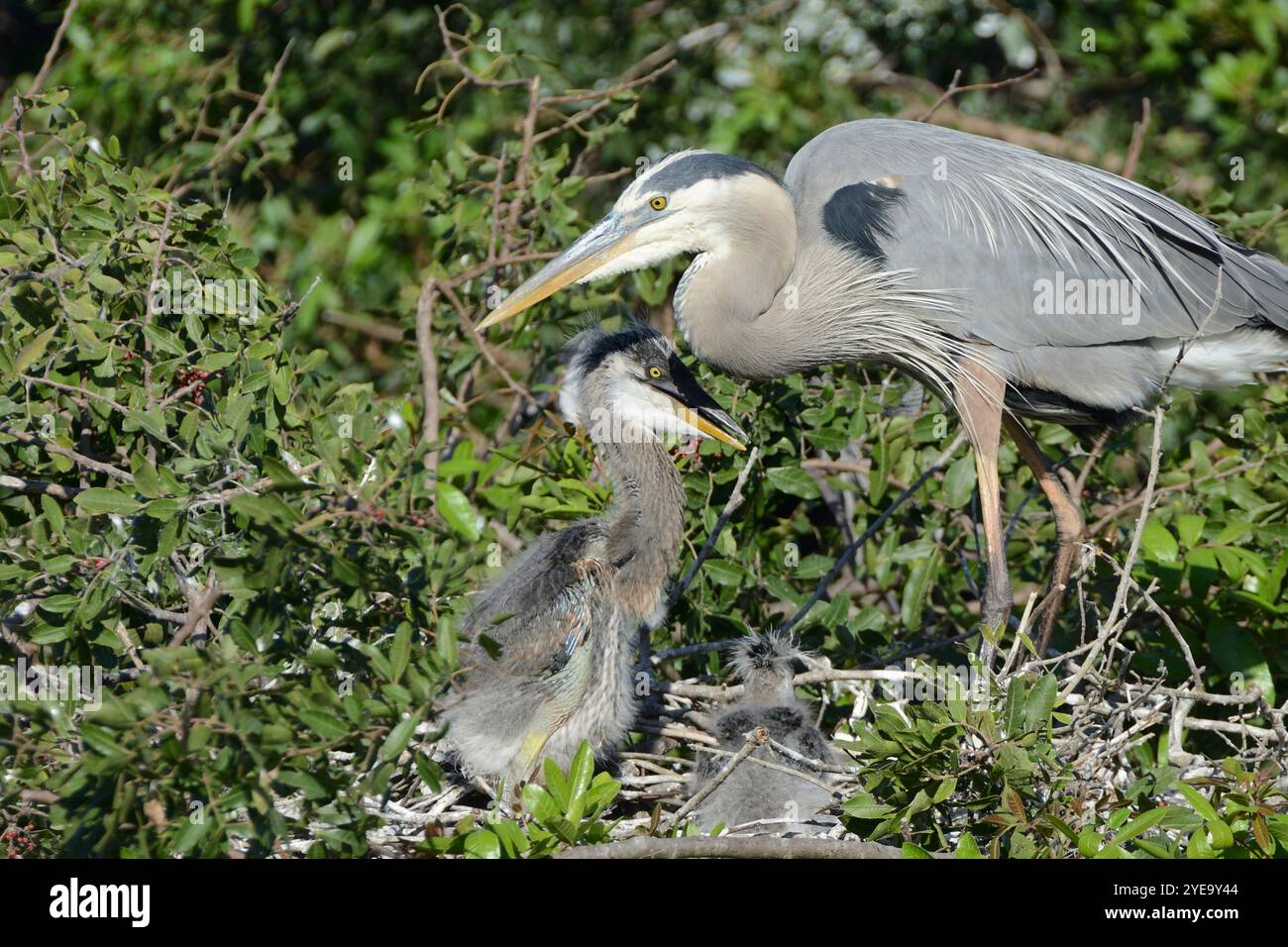 Grande airone blu (Ardea herodias) con pulcino al nido Foto Stock
