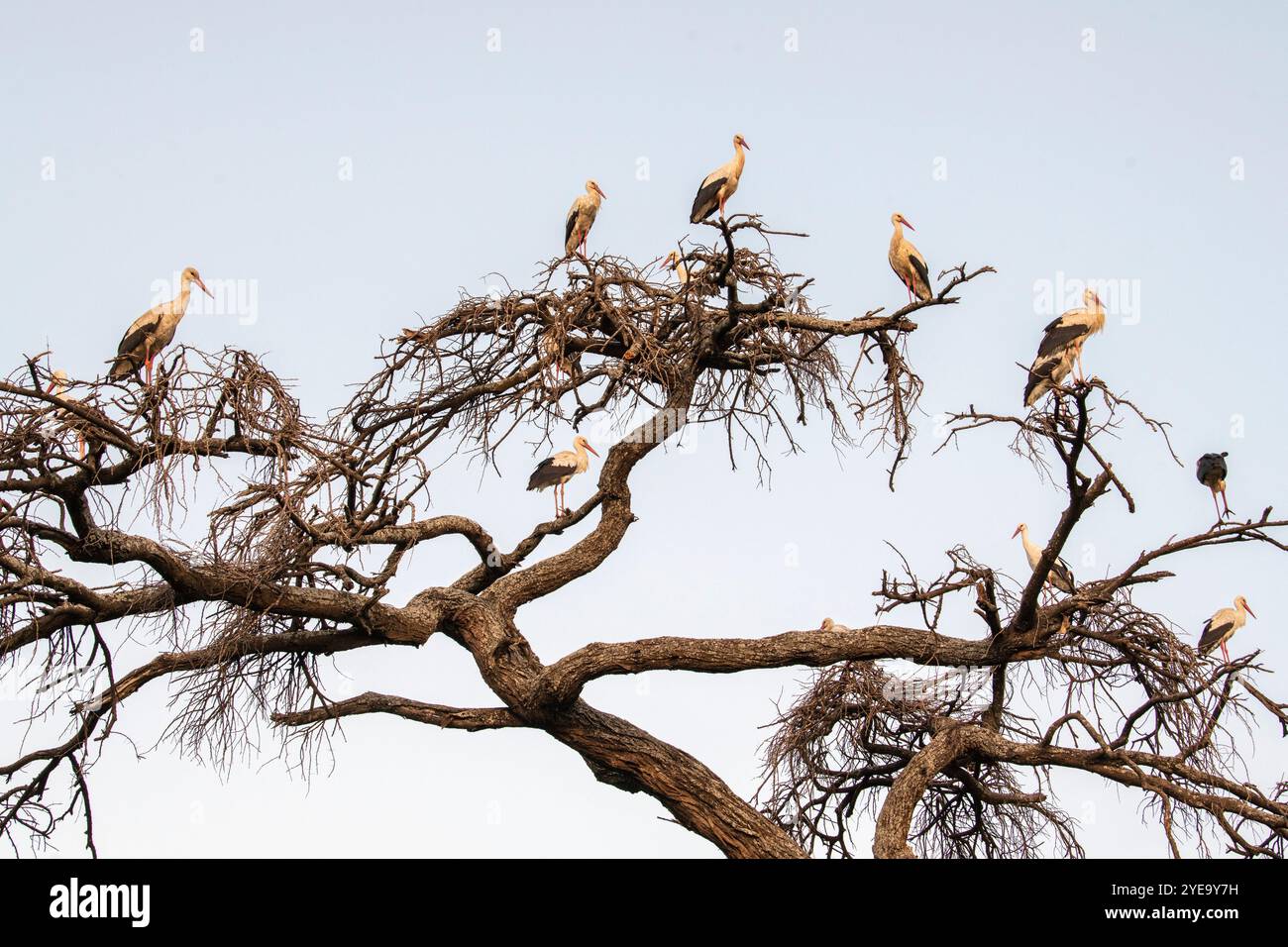 Cicogne a becco giallo (Mycteria ibis) arroccate su un albero senza foglie nel Parco Nazionale del Lago Manyara; Parco Nazionale del Lago Manyara, Tanzania Foto Stock