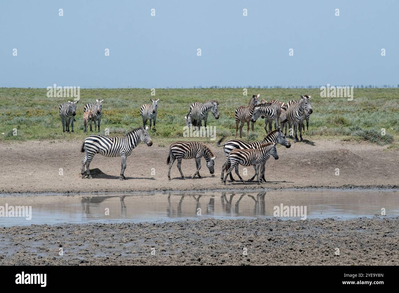 Gruppo di Zebre comuni (Equus quagga) in una pozza d'acqua vicino a Ndutu nella Ngorongoro Crater Conservation area; Tanzania Foto Stock