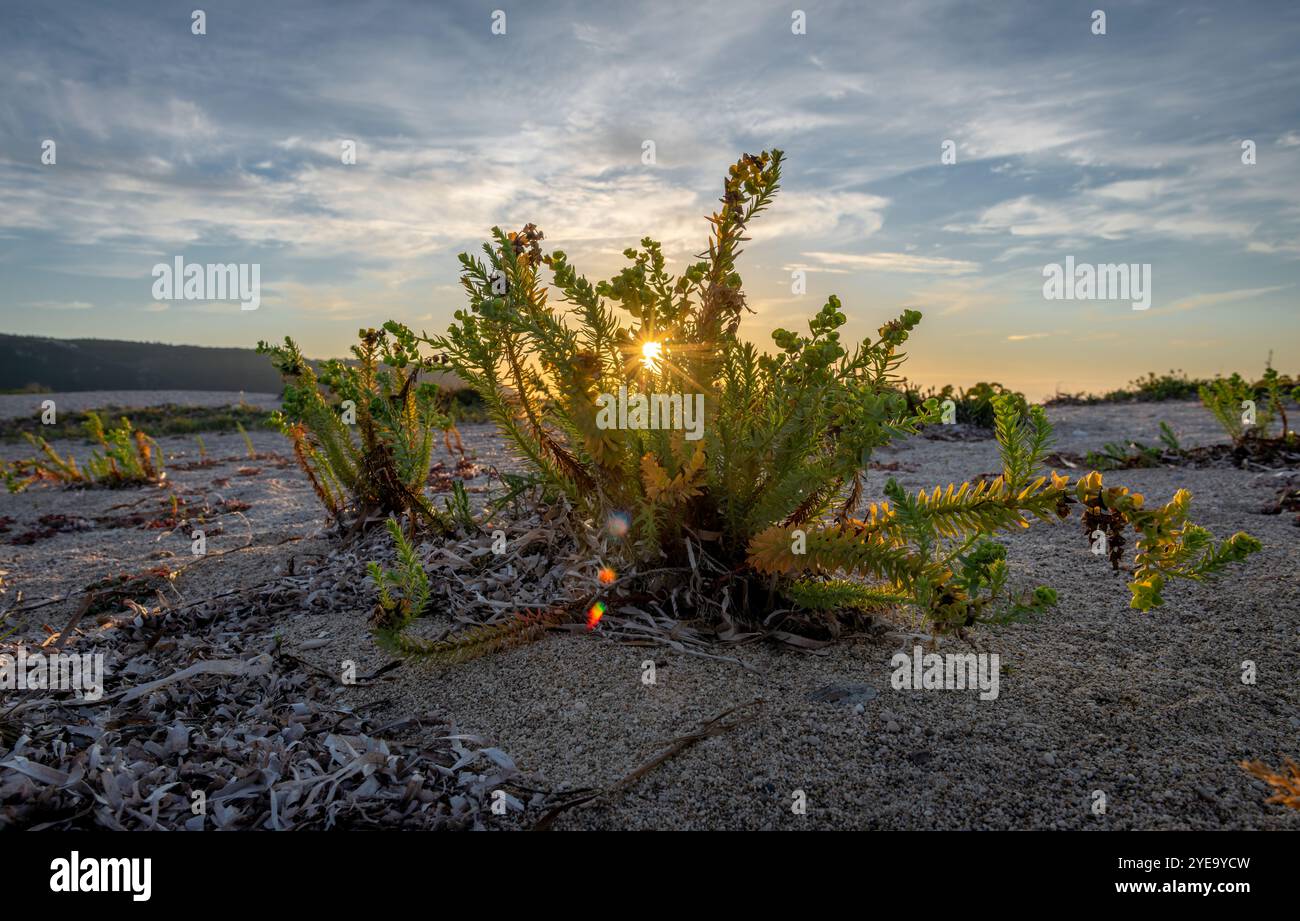 Piante robuste che prosperano su una spiaggia con il sole che tramonta sul mare. Natura, ecologia e ambiente. Foto Stock